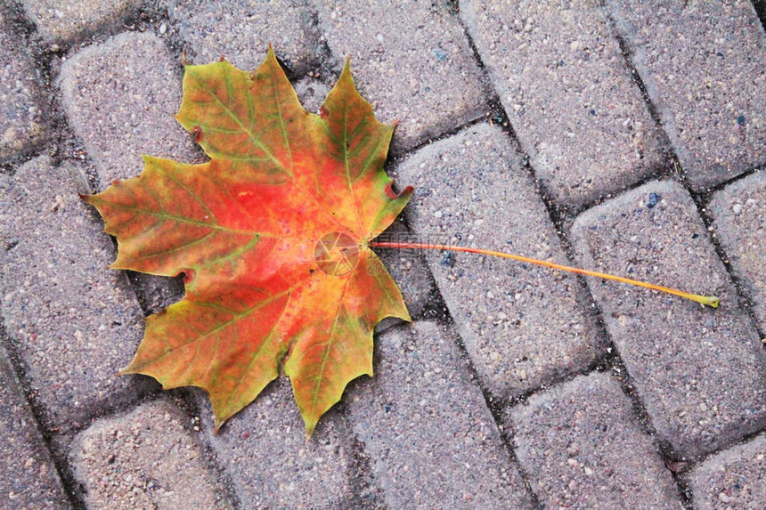 秋天的有趣颜色秋天的欢乐色彩图片