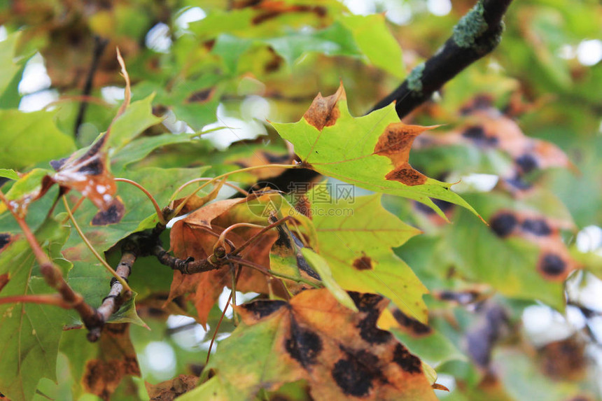 秋天的喜悦颜色秋天的欢快色彩红树叶从寒冷图片