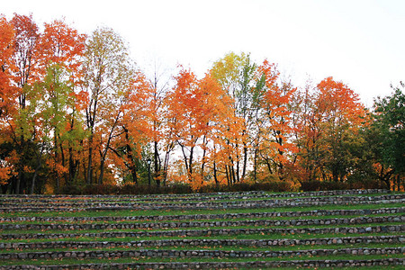 秋天的欢乐颜色一片迷幻树叶白叶和阿斯背景图片