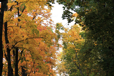 秋天的欢乐颜色秋天的绿色和黄图片
