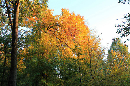 秋天秋天的有趣色彩垃圾秋天的落叶景观图片