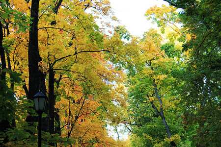 秋的有趣颜色秋天的欢乐色彩叶子图片