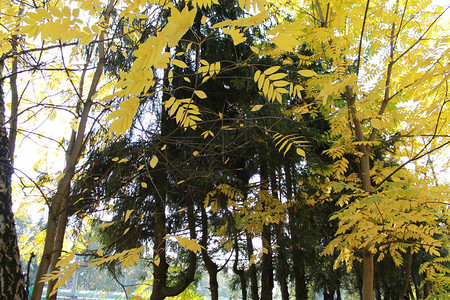 秋天秋天的有趣颜色深绿杉树背景下图片
