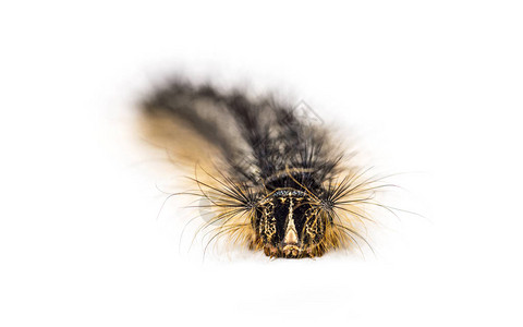 利曼特里亚隔音的毛虫前方视图图片