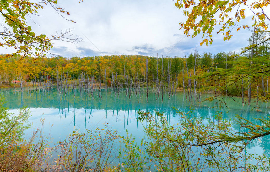 Biei北海道秋季节的蓝色池塘Aioike是比埃图片