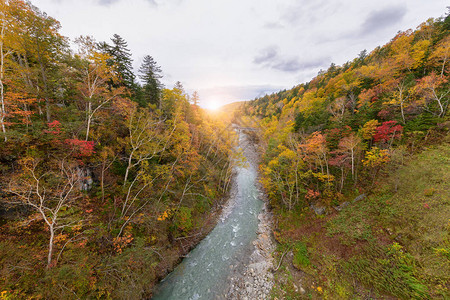 日本北海道美瑛白须瀑布附近的秋天五颜六色的树图片