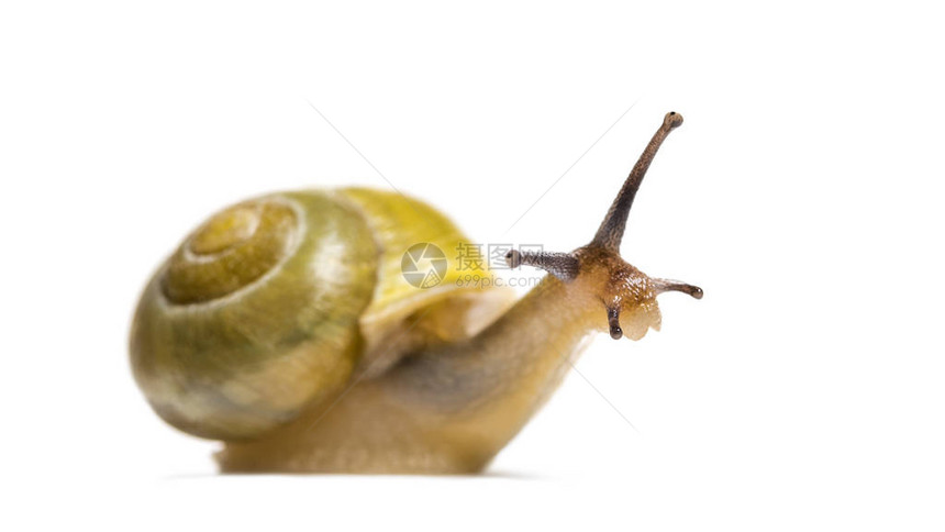 树丛蜗牛或棕唇蜗牛图片