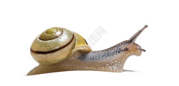 树丛蜗牛或棕唇蜗牛图片