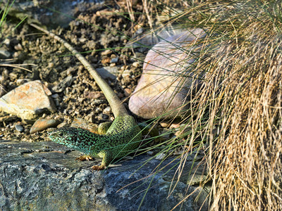 欧洲绿蜥蜴Lacertaviridis图片