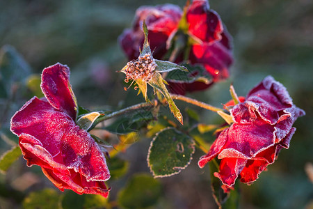 花园的冬天粉红色玫瑰花瓣上的冰霜图片