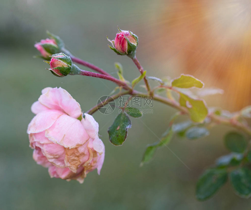花园的冬天粉红色玫瑰花瓣上的冰霜图片