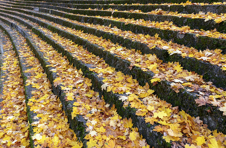 黄色秋叶盖的古老台阶图片