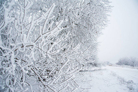 冬季景观雪中的冬树图片