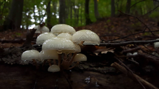 在Strandja山的树上生长的小白蘑菇图片