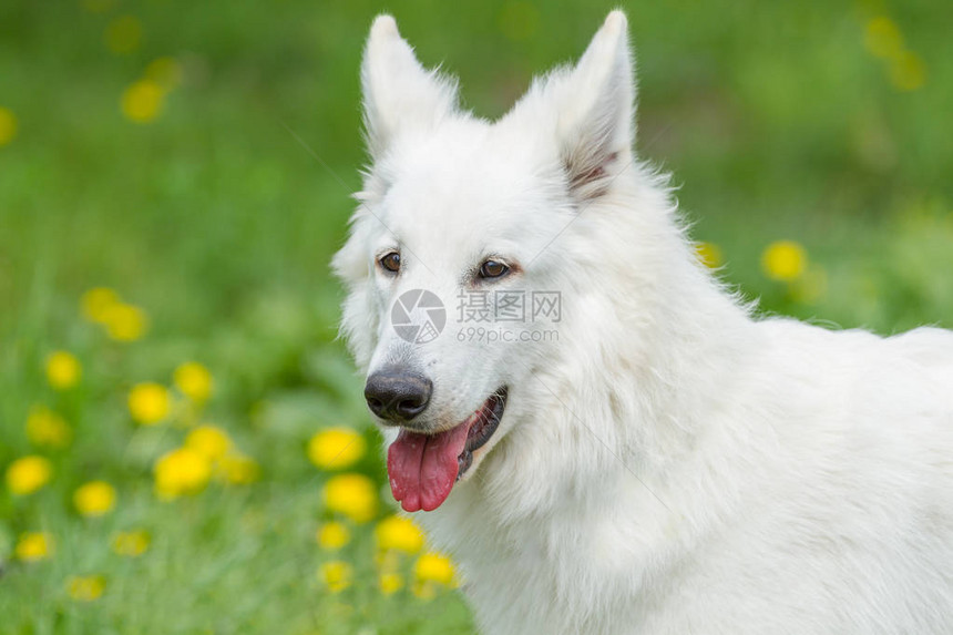 绿草背景下的瑞士牧羊犬肖像图片
