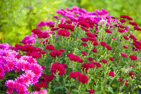 花园里的菊花秋天图片