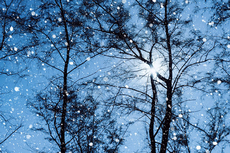 剪影松树在冬天雪与蓝天背景和阳光图片