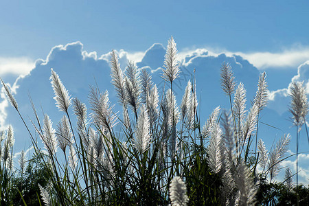 天空背景模糊的野生甘蔗花自图片