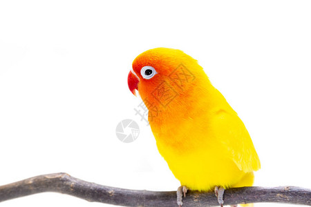 双黄色爱情鸟站在白色背景上的一块木头上图片