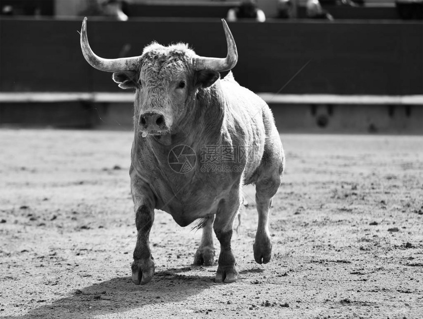 西班牙斗牛场的公牛长着大角图片