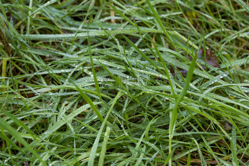 绿草上的封闭式雨滴联合王国英威尔特郡Saver图片