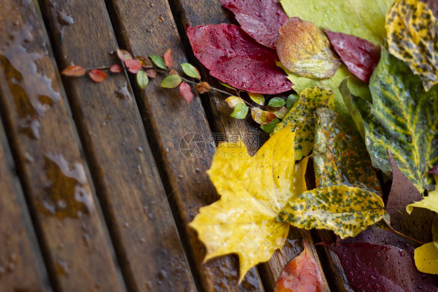 带水滴的木桌上秋彩叶组合物图片