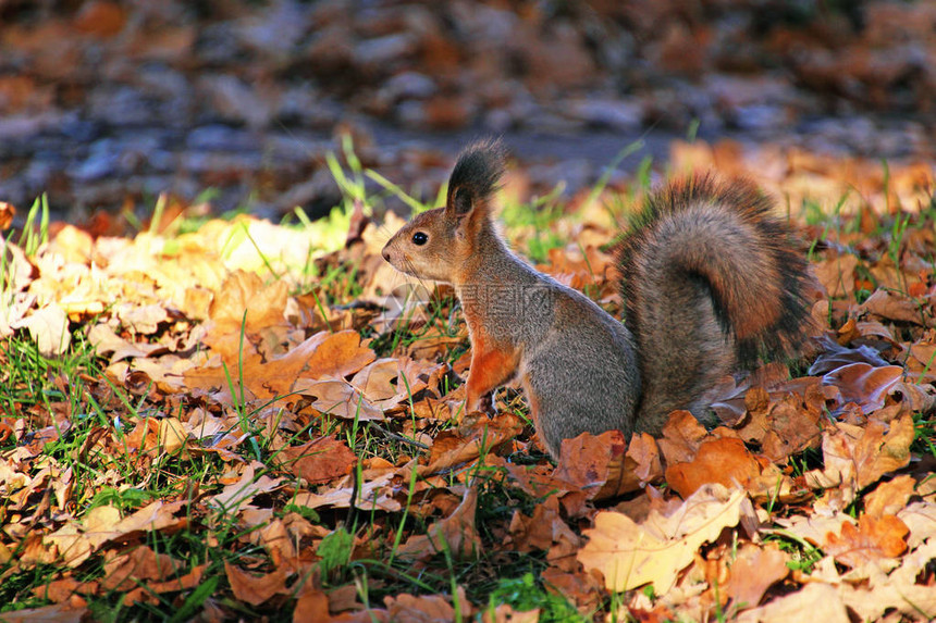 秋天公园里的红松鼠图片