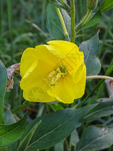 黄花月见草在田野上的特写图片