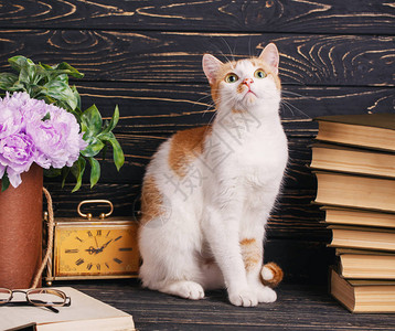 蓬松的小猫坐在书架上猫坐在深色木质背景的书附近背景图片