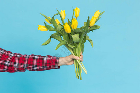 蓝色背景下女手中的黄色郁金香花束图片