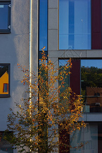 德国南部城市建筑立面上的秋色树和叶图片
