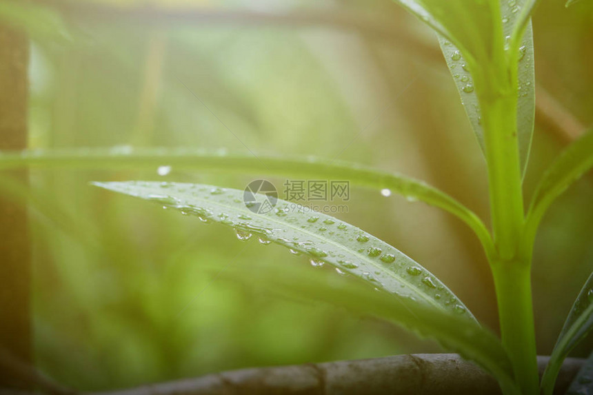 在绿叶上滴下雨水绿色图片