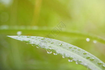在绿叶上滴下雨水绿色图片