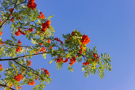 蓝天背景上的红色浆果树枝图片