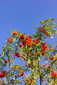 蓝天背景上的红色浆果树枝图片