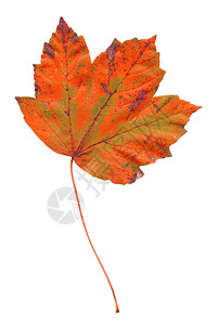 秋天的枫树红叶上白色孤立图片