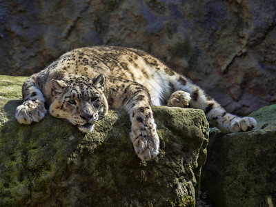 休息的雪豹Uncia图片