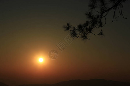 剪影松树枝与日落图片