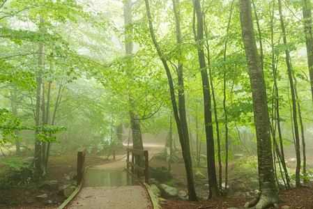 秋天森林的细节有雾和绿树图片