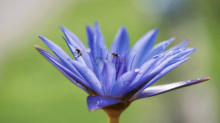小蜜蜂在紫色莲花上模糊的绿色天然背景动物自图片