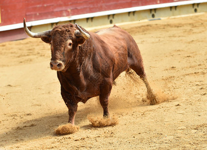西班牙的欧洲公牛图片