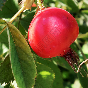 生长在灌木上的甜红浆果野蔷薇图片