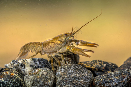 欧洲龙虾Astacusastacus在岩石河床高清图片