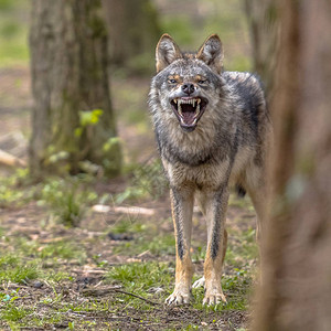 凶猛的欧洲灰狼Canis图片