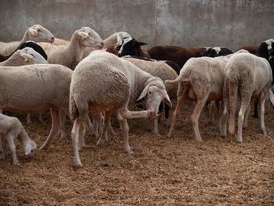 羊群羊羔和羊群图片