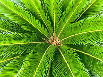 热带棕榈叶的绿色背景工作室照片图片
