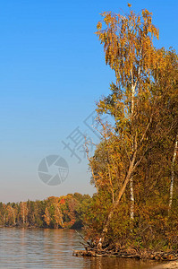 在阳光明媚的秋天河边高处的树上风景图片