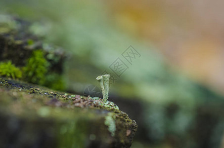 莫斯森林将巨型奇妙的植图片