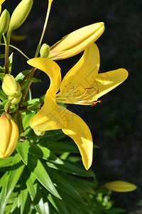 夏日花园里的百合黄图片