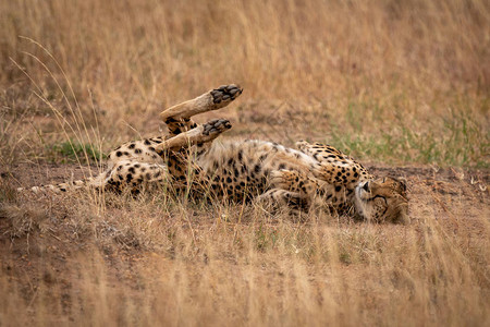 Cheetah躺在背图片